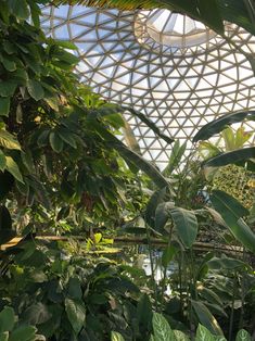 the inside of a tropical greenhouse with lots of green plants and trees in front of it