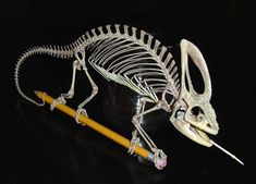 an animal skeleton with a pencil in it's mouth