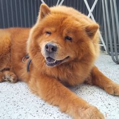 a large brown dog laying on top of a white floor