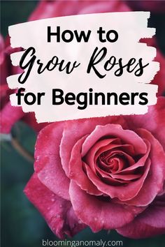 a pink rose with the words how to grow roses for beginners on top of it