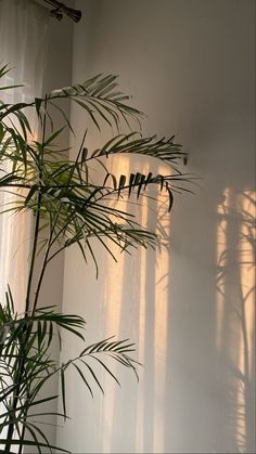 a palm tree in front of a white wall with the word happy written on it