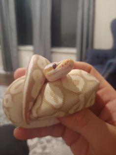 a hand holding a stuffed snake in it's mouth