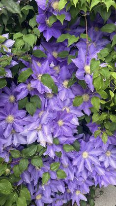 purple flowers growing on the side of a building