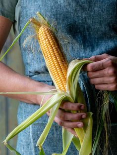 a person holding an ear of corn in their hands