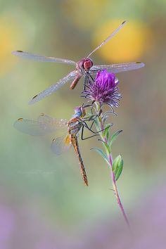 two dragonflies sitting on top of a purple flower