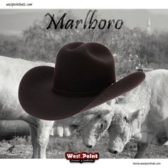 #westpointhats_usa 
It’s on u
#felthat #felthats #black #marlboro 
#westpointhats🤠 
Wapp 4761233084
tienda.westpointhats.com 
westpointhats.com