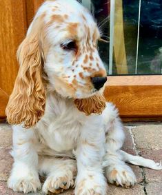 a brown and white dog sitting on top of a brick floor next to a door