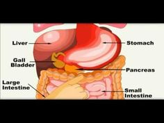 the anatomy of the human body and its major organs, including the heart, lungs, stomach, livers, pancrees, large intestine, small intestine