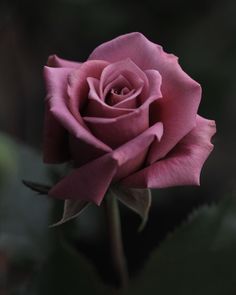 a pink rose is blooming in the dark