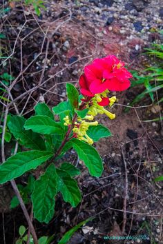 a red flower with yellow stamens and green leaves on the ground near dirt