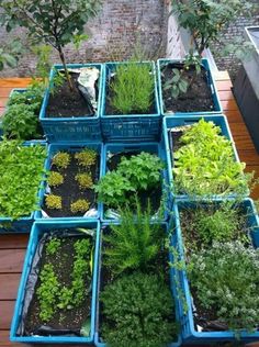 several trays filled with plants on top of a wooden table