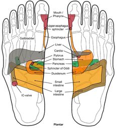 Reflexology Benefits, Ear Reflexology, Acupressure Massage, Human Body Anatomy