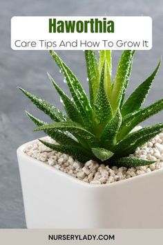 a potted plant with white gravel in it and the words haworthia care tips and how to grow it