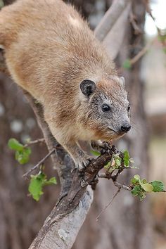 a small animal sitting on top of a tree branch