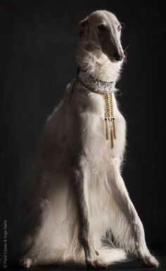 a large white dog sitting on top of a black floor next to a dark background