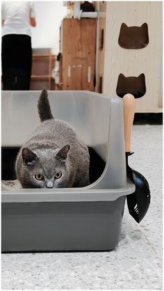 a gray cat laying in a grey litter box