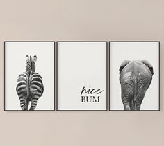 three black and white pictures with zebras, an elephant and a giraffe