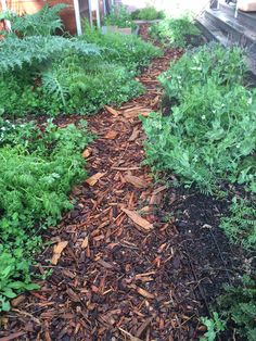 the garden is full of green plants and mulch on the side of the house