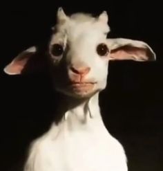 a close up of a sheep with very big eyes and no hair on it's head