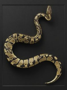 a snake that is sitting on top of a black surface with gold foiled details