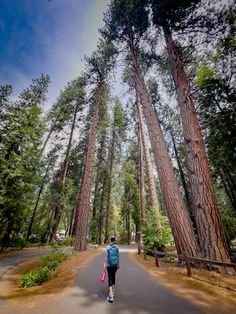 a person walking down a road between tall trees