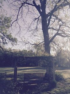 a park bench sitting under a tree next to a fence and grass field with trees in the background