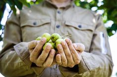 a man holding two green apples in his hands while wearing a khaki jacket