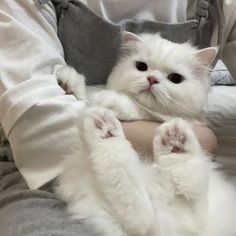 a white cat laying on top of a person's lap with its paws stretched out