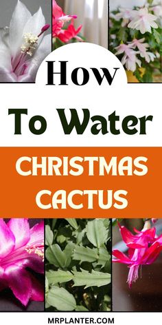 how to water christmas cactus plants with text overlay that says how to water christmas cactus