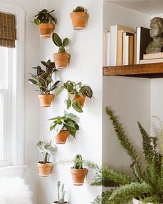 there are many potted plants on the wall