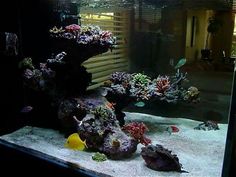 an aquarium filled with lots of different types of corals and fish in it's tank