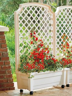 two white planters with red flowers in them