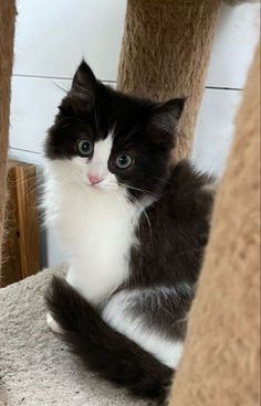 a black and white cat sitting on top of a scratching tower looking at the camera