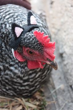 a black and white chicken with a red comb