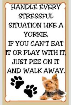 Yorkie Drawing, Mini Yorkie, Puppy Obedience Training, Positive Dog Training, Yorkie Moms, Yorkie Lovers, Dog Training Advice, Yorkshire Terriers, Best Dog Training