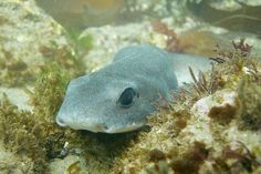 a close up of a fish on the ocean floor