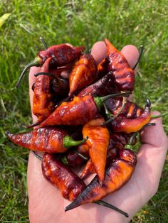 a person holding up some red hot peppers in their hand on the grass with green leaves