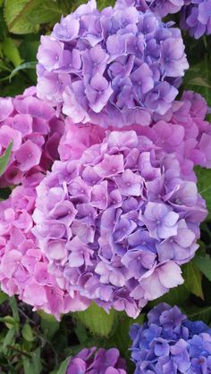 purple and blue flowers with green leaves