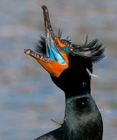 a colorful bird with its beak open and hair blowing in the wind by the water