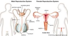 the male and female reproductional system is depicted in this diagram, including utensils