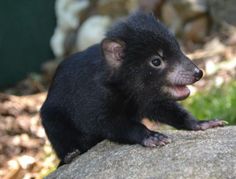 a small black animal sitting on top of a rock