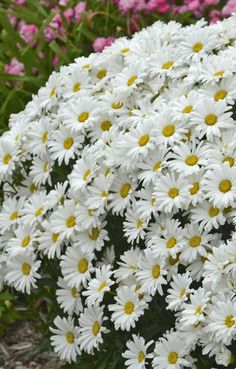 white flowers with yellow centers in the middle of some pink and purple flowers behind them