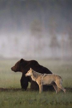 two brown bears standing next to each other on a field with fog in the background