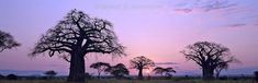 the sun is setting behind some trees in an open field with no leaves on them