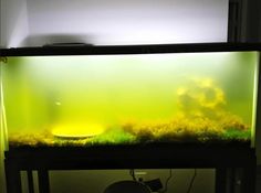 an aquarium with plants and water in it