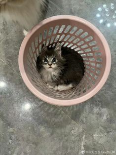 a cat sitting in a pink basket on the floor next to a gray and white cat