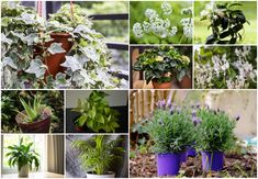 many different types of plants in pots