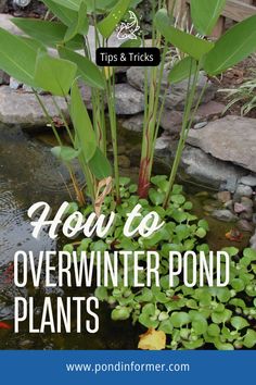 a pond with plants in it and the words how to overwinter pond plants