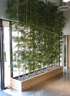 an office building with a bamboo plant in the middle