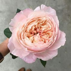 a person holding a large pink flower in their hand